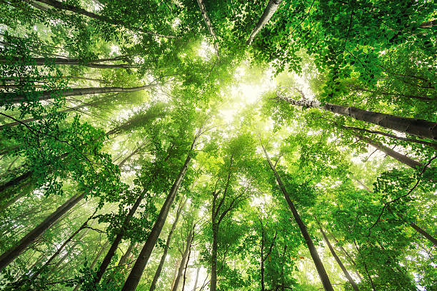 Beautiful nature at morning in the misty spring forest with sun rays